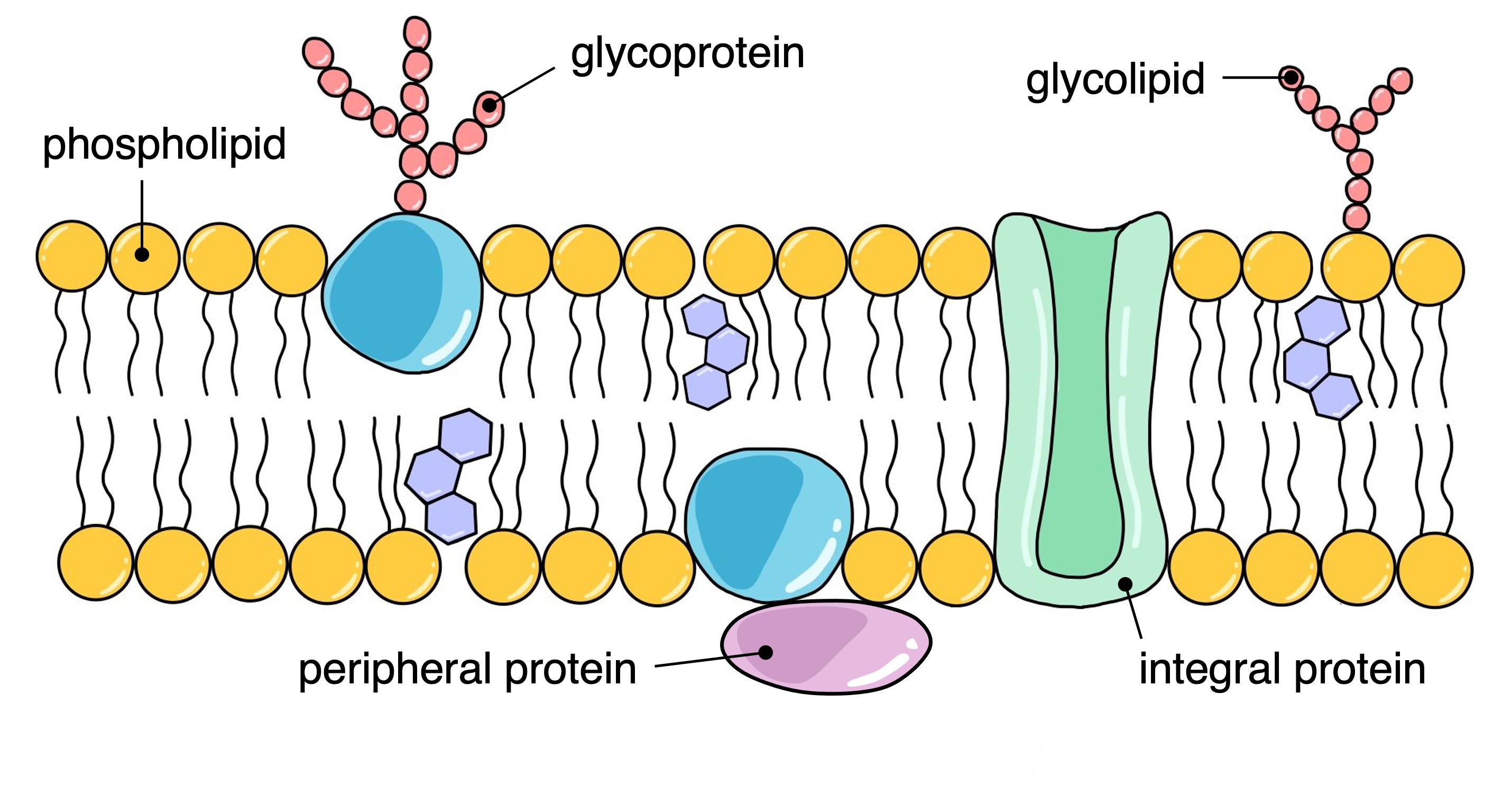 Fluid mosaic model